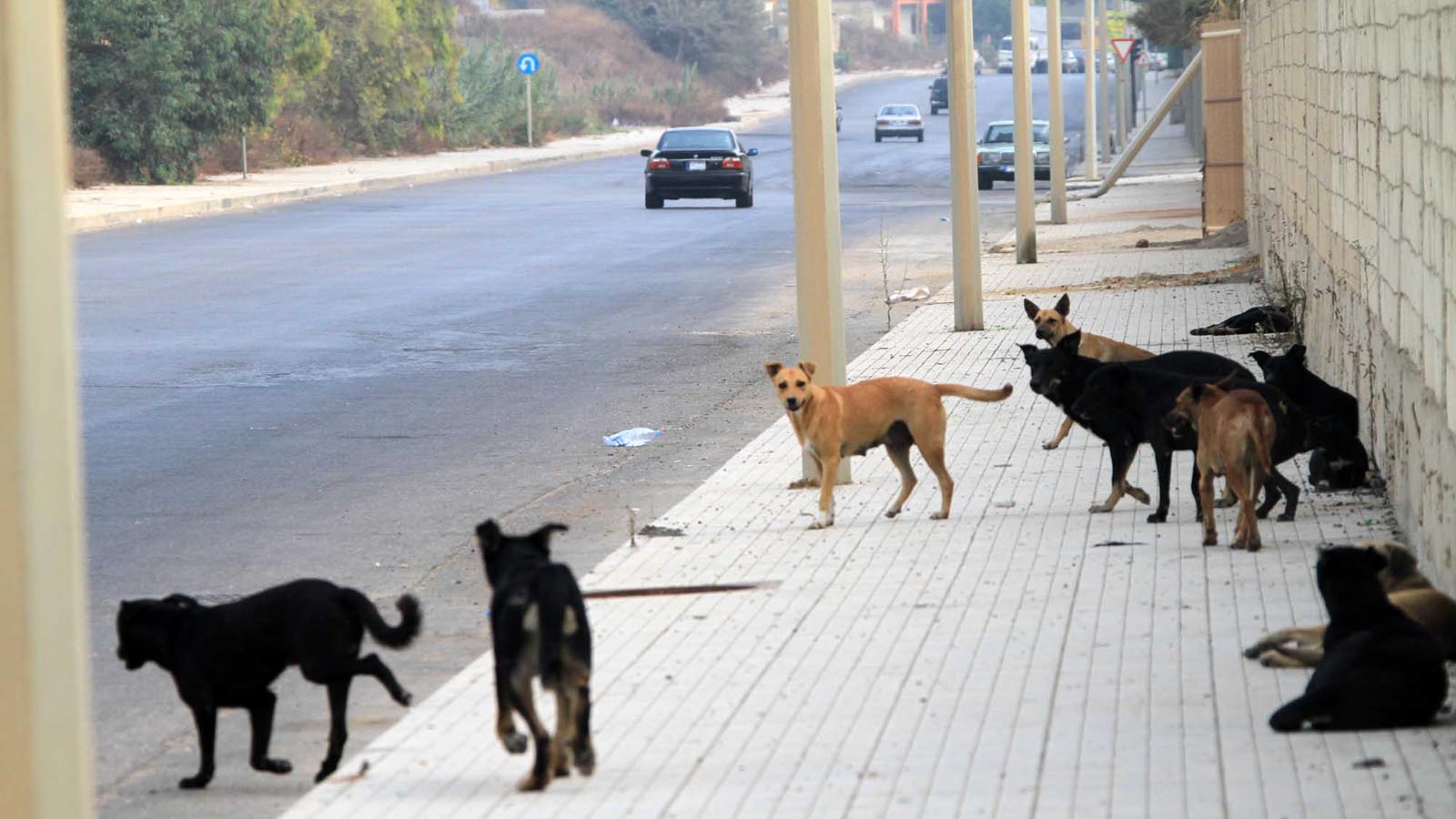 كلاب مسعورة تجتاح لبنان من حدوده الجنوبية