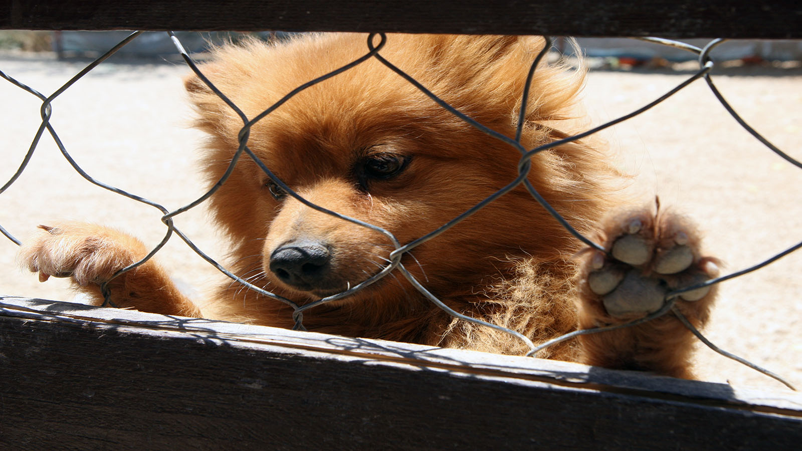 ميلو يربّي 90 كلباً: لا ينسى مشاهدها العاطفية