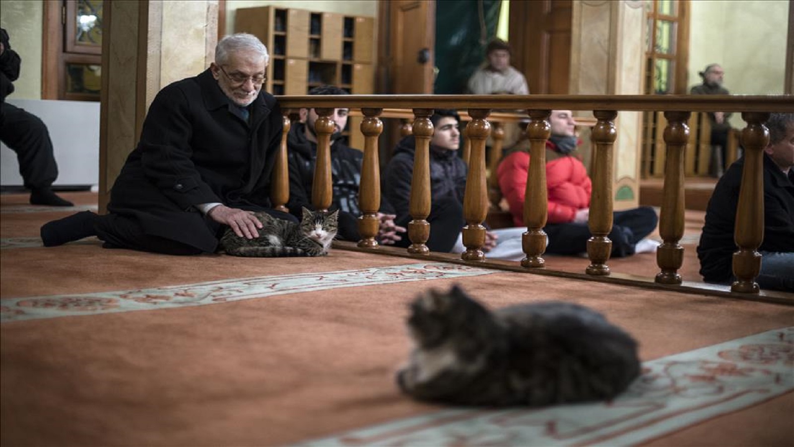 قطة تآلفت مع مصلي المسجد