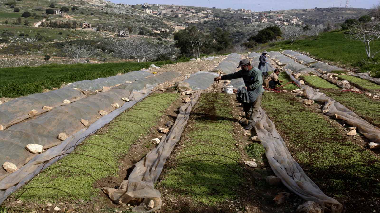 خسائر القطاع الزراعي الجنوبي: 30 بالمئة من الإنتاج اللبناني