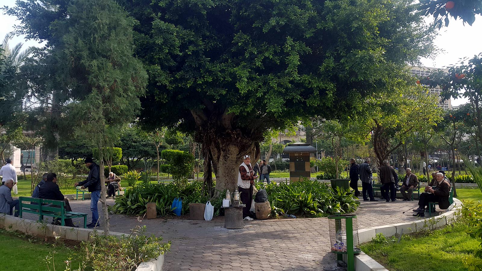 شجرة التنابل في طرابلس: جلسة مستمرة منذ 150 سنة