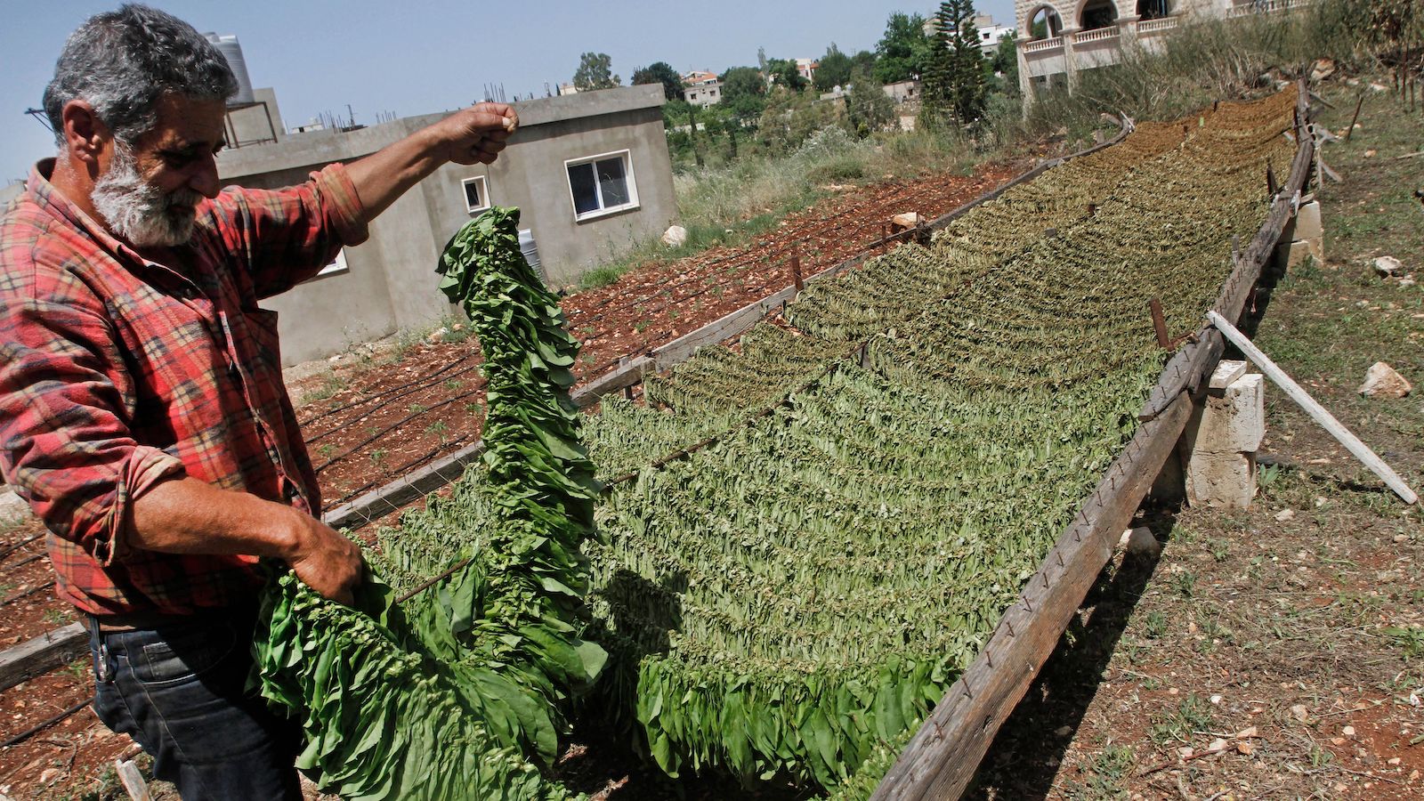 احتضار زراعة التبغ: دولارات المهاجرين تعفي من شقاء سنة