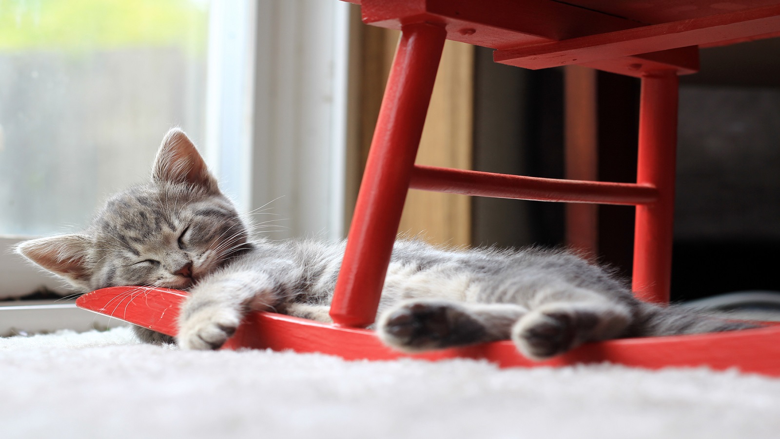 "كتير مهضوم": لماذا يحبون صُور القطط لهذه الدرجة؟
