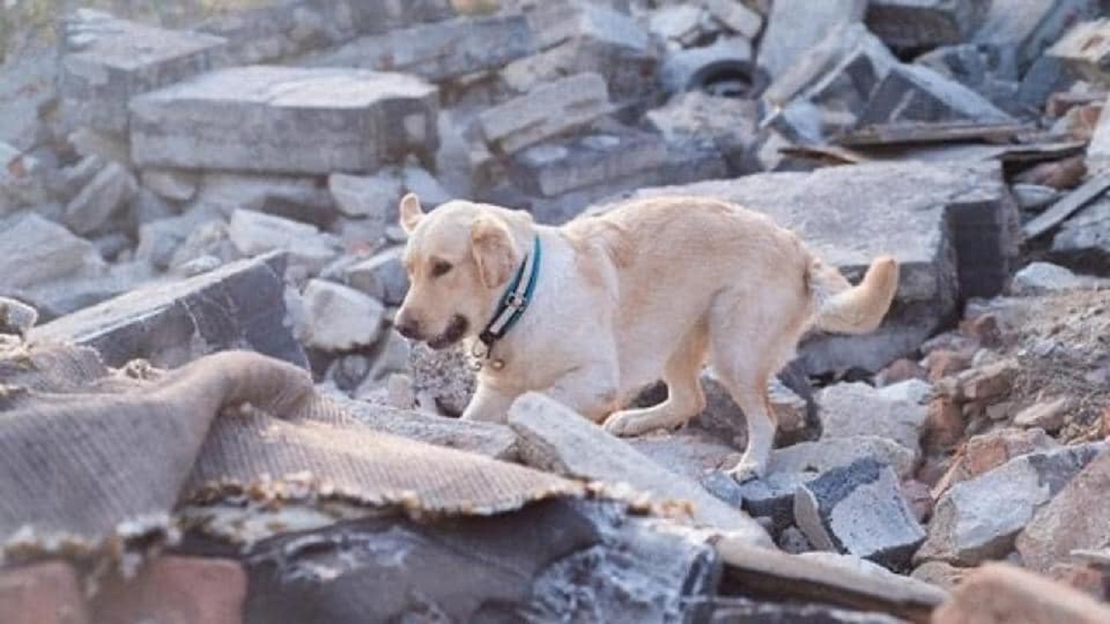 هذا الكلب لم ينقذ صاحبه بعد زلزال أزمير