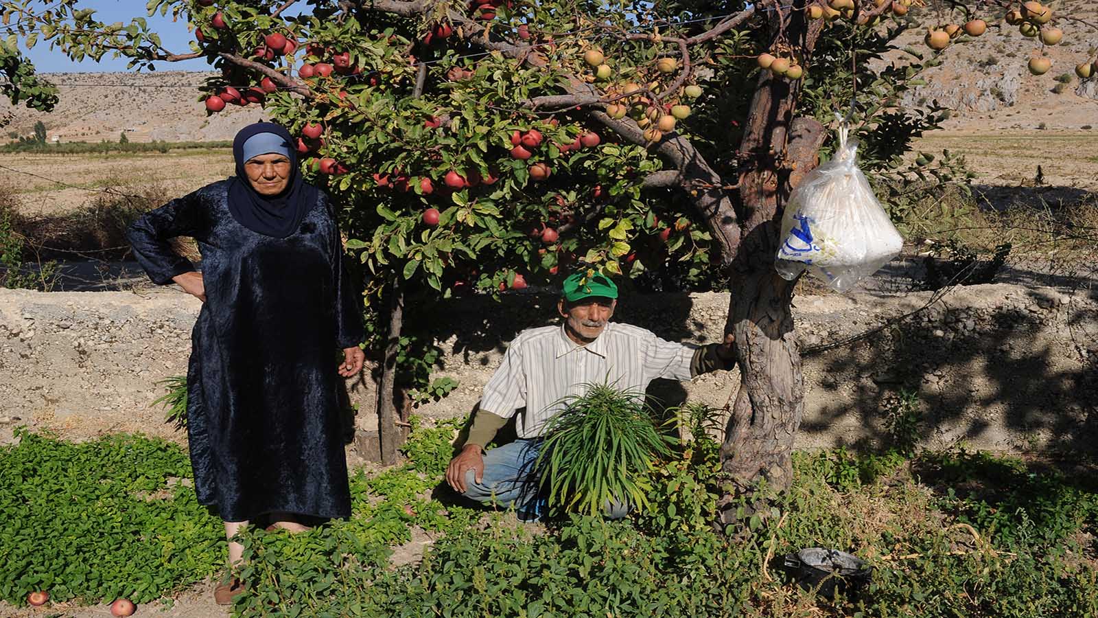 مصر تنقذ التفاح اللبناني