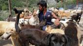 محبو الحيوانات الأليفة في لبنان يتألمون إزاء كارثة صامتة