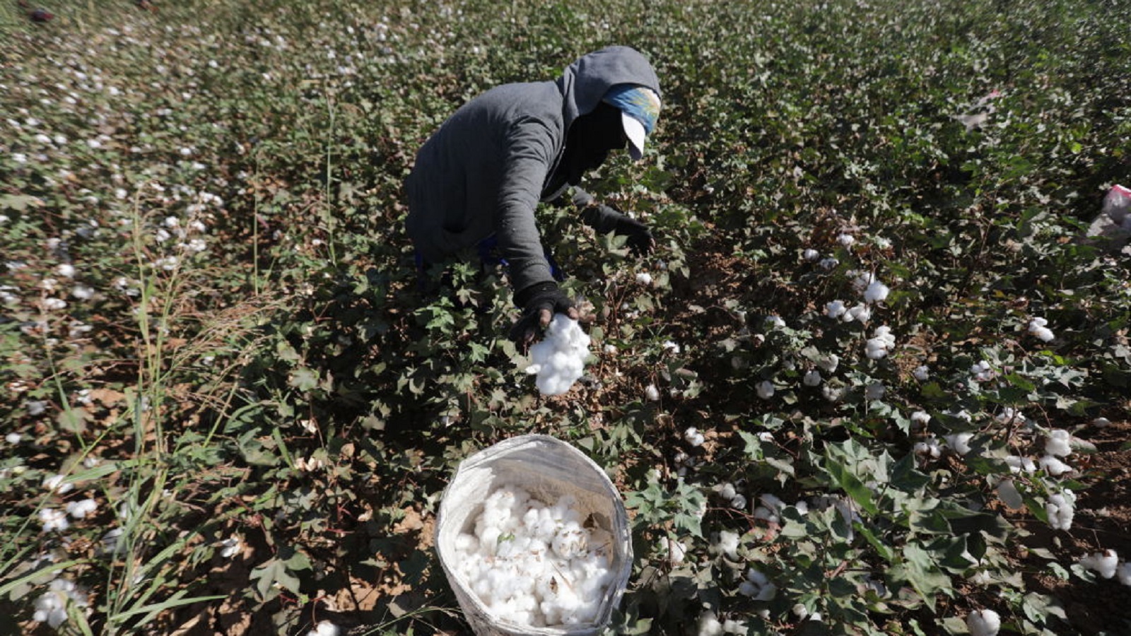 سوريا:تصدير المحاصيل الزراعية الى روسيا..يهدد بتكرار أزمة البصل