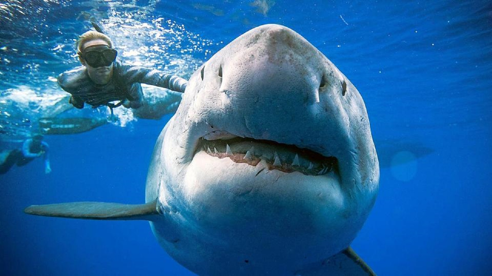 "ديب بلو" يهيمن على "إنستغرام": القرش الودود!