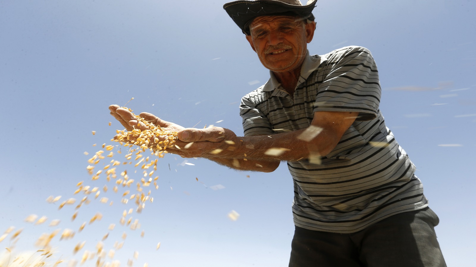 سوريا:تنافس شديد على الخبز..الجفاف والجراد ضربا موسم القمح