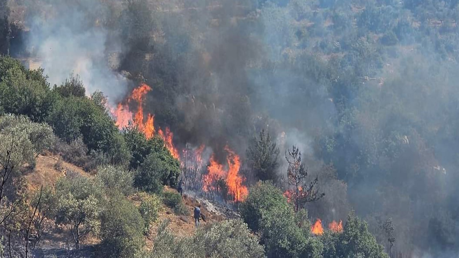 موسم الحرائق في عكار لم ينته:الغابات وأشجارها المعمّرة مهددة