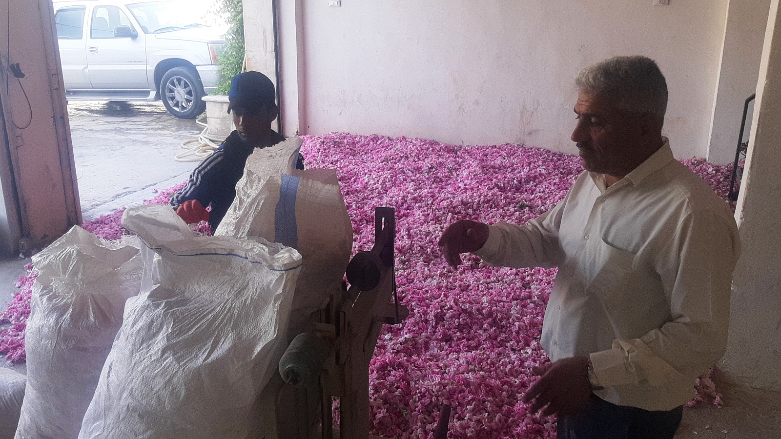 تُنتج قصرنبا سنوياً حوالى 150 طناً من الورد (لوسي بارسخيان)