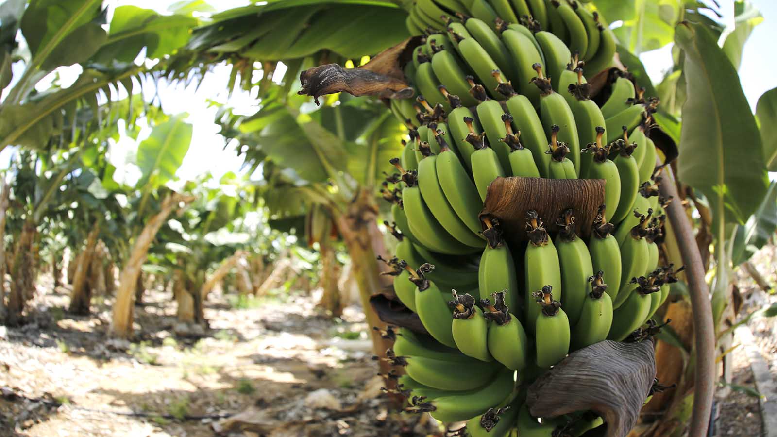 آية الحوراني..تكتشف في الموز "فلتراً" يحد من تلوث المياه