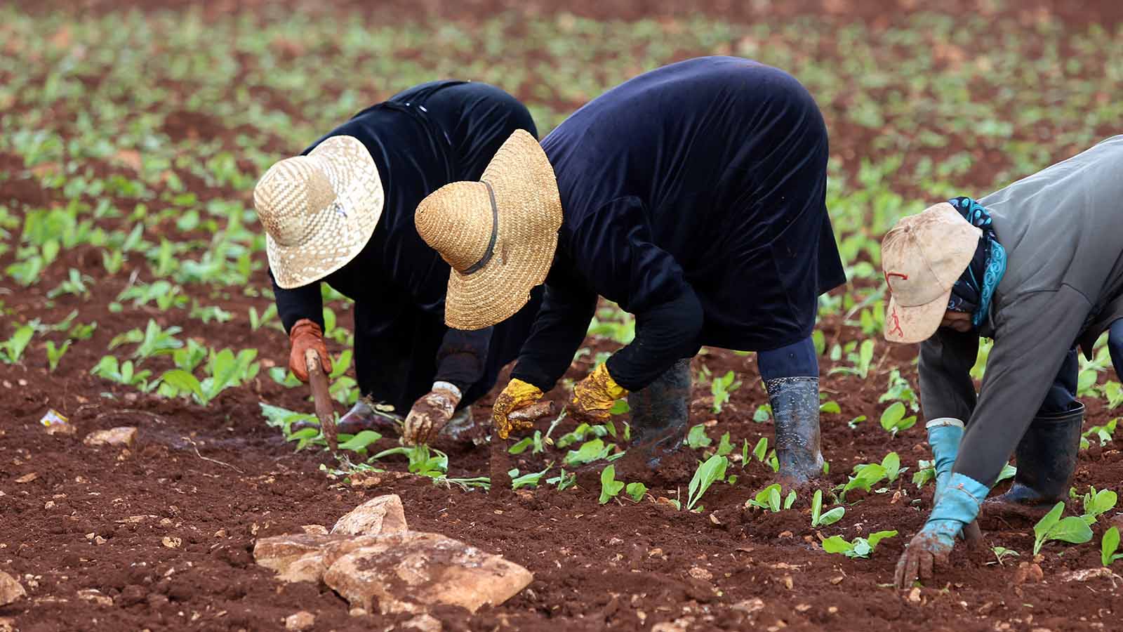 إنجازات وزراء "الثنائي الشيعي" في الزراعة: خطط وسوق أزهار!