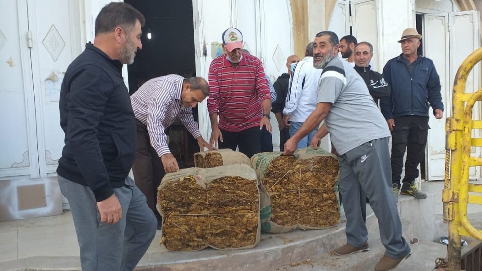 مزارعو التبغ يرفضون تسليم محاصيلهم: "شتلة الصمود" بأبخس الأثمان