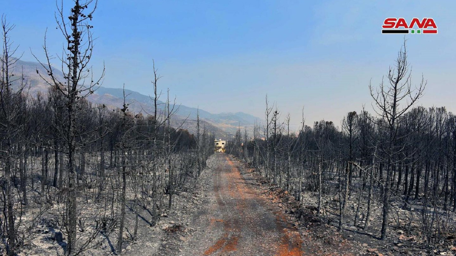 حرائق الغابات: سوريا مازالت قادرة على تصدير الكوارث
