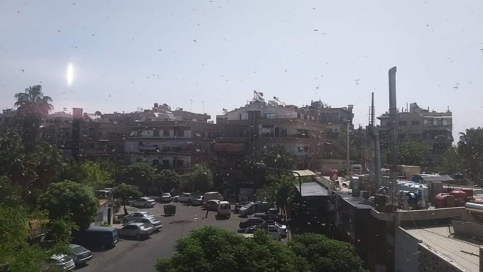 الجراد يغطّي سماء دمشق..والنظام ينتظر المطر!